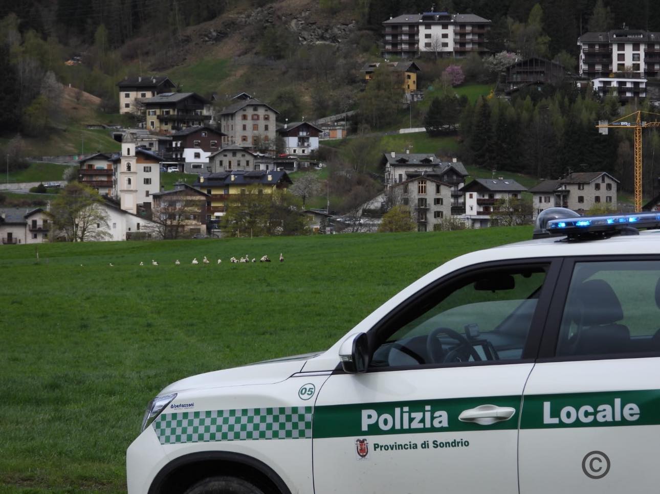 Storks in Bormio