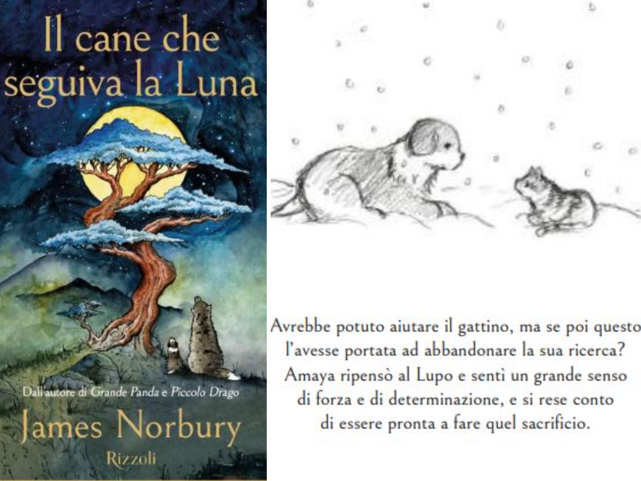 Amaya, the dog who followed the moon to find his family: a story of love, trust and sacrifice