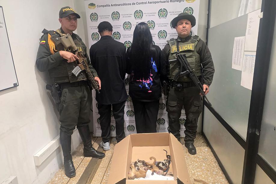 They try to export rare monkeys hiding them in the underpants: arrested