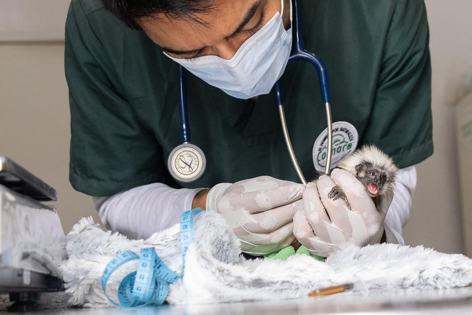 They try to export rare monkeys hiding them in the underpants: arrested
