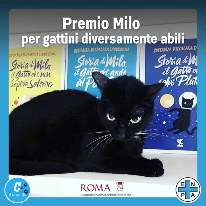 Ivar, Ariel, Dolly, Lula and the others: the special kittens who have challenged their lives. And they have become stories