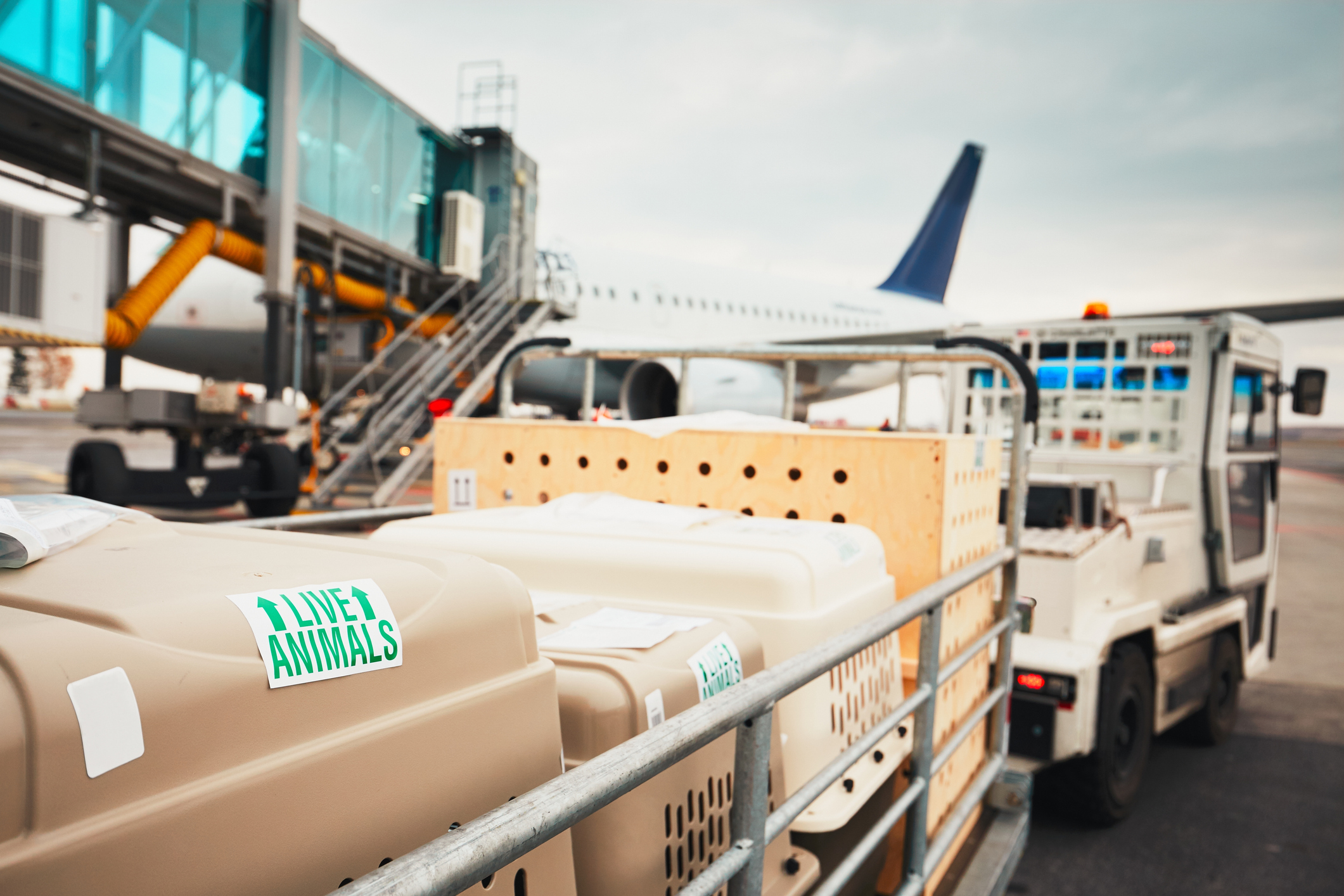 Planes, all dogs and cats will be able to travel in the cabin. Larger ones will also be able to occupy the seat
