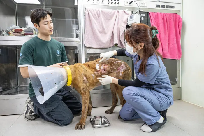 Dog meat, South Korea dismantles the farms. Even the actor Daniel Henney in the field to save the free animals