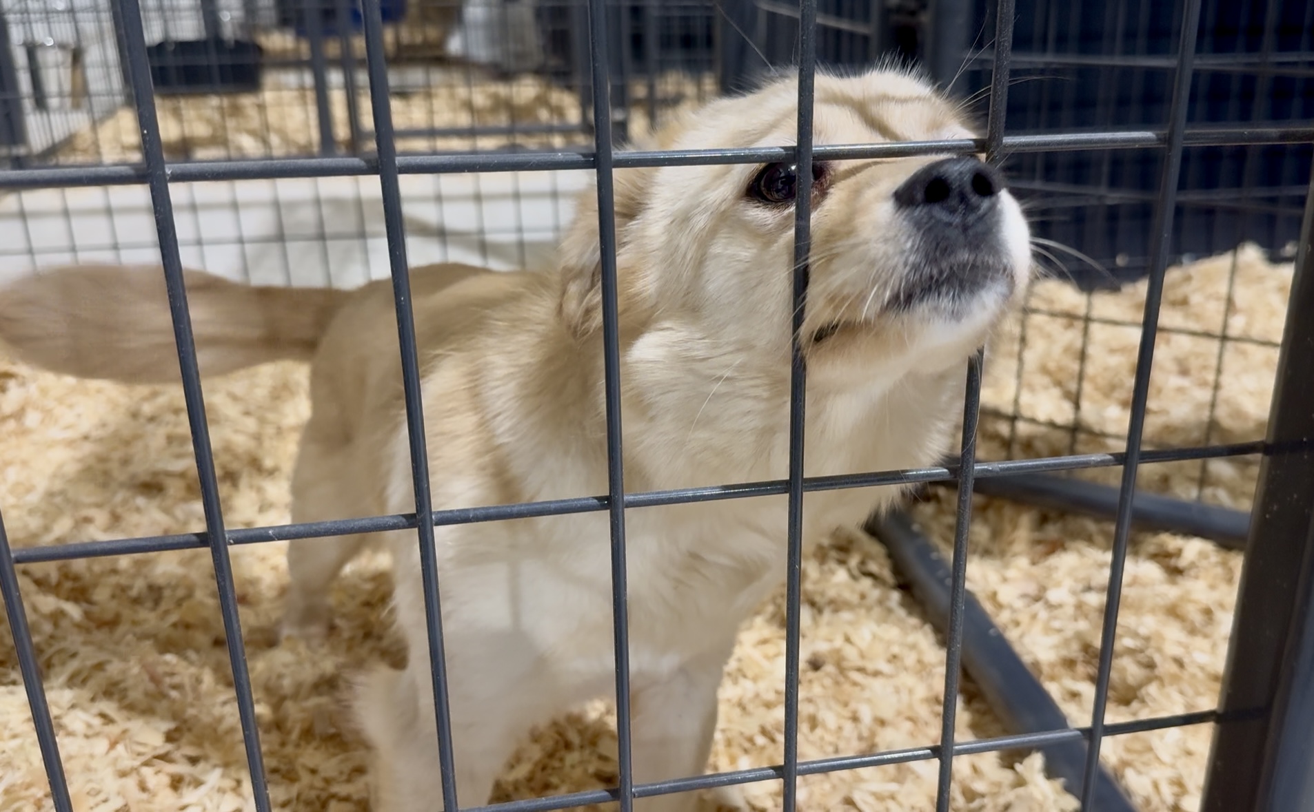 Dog meat, South Korea dismantles the farms. Even the actor Daniel Henney in the field to save the free animals
