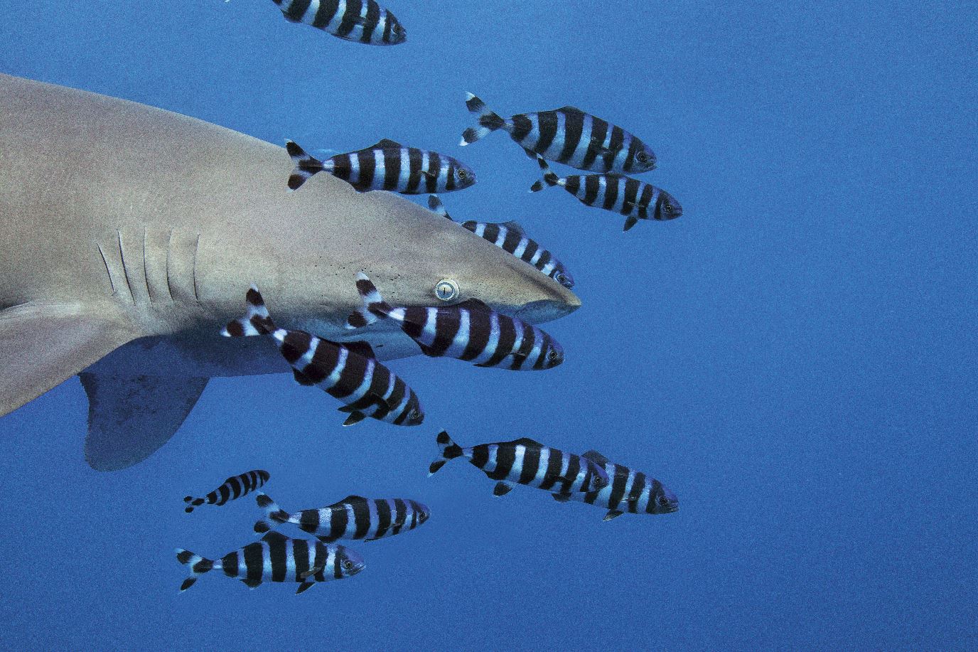 « The Living Sea »: the exhibition that celebrates the beauty and fragility of the oceans