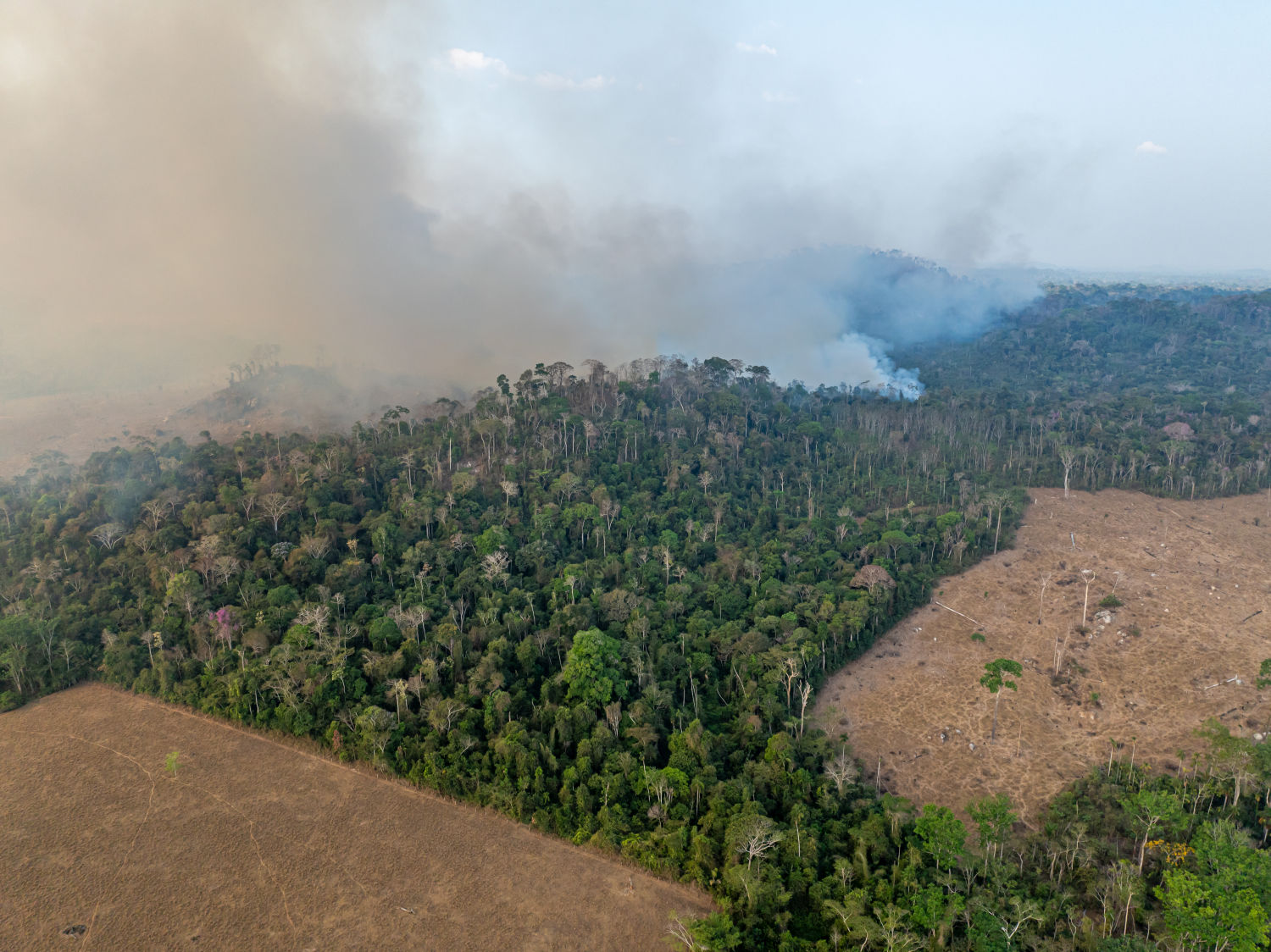 In 15 years we could lose the Amazon: the point of no return is getting closer and closer