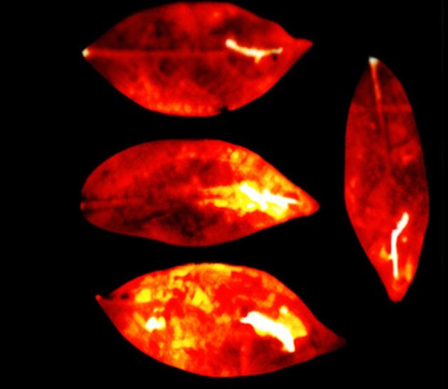 Our body emanates an invisible light that goes out after death: what the study says