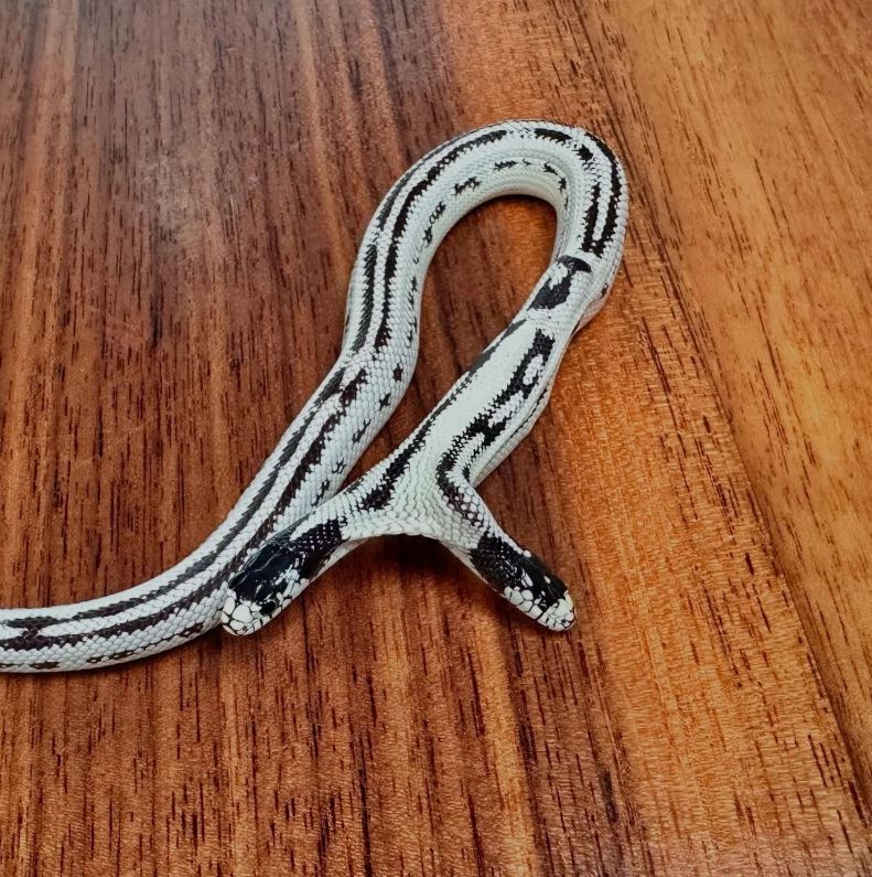 The two -headed snake really exists: a rare specimen was born in California seven months ago