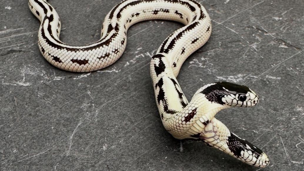 The two -headed snake really exists: a rare specimen was born in California seven months ago