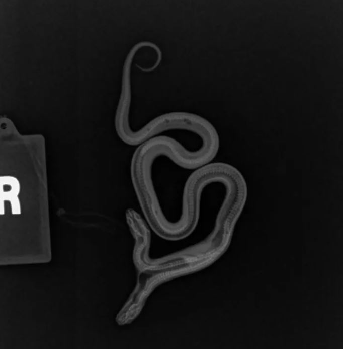 The two -headed snake really exists: a rare specimen was born in California seven months ago
