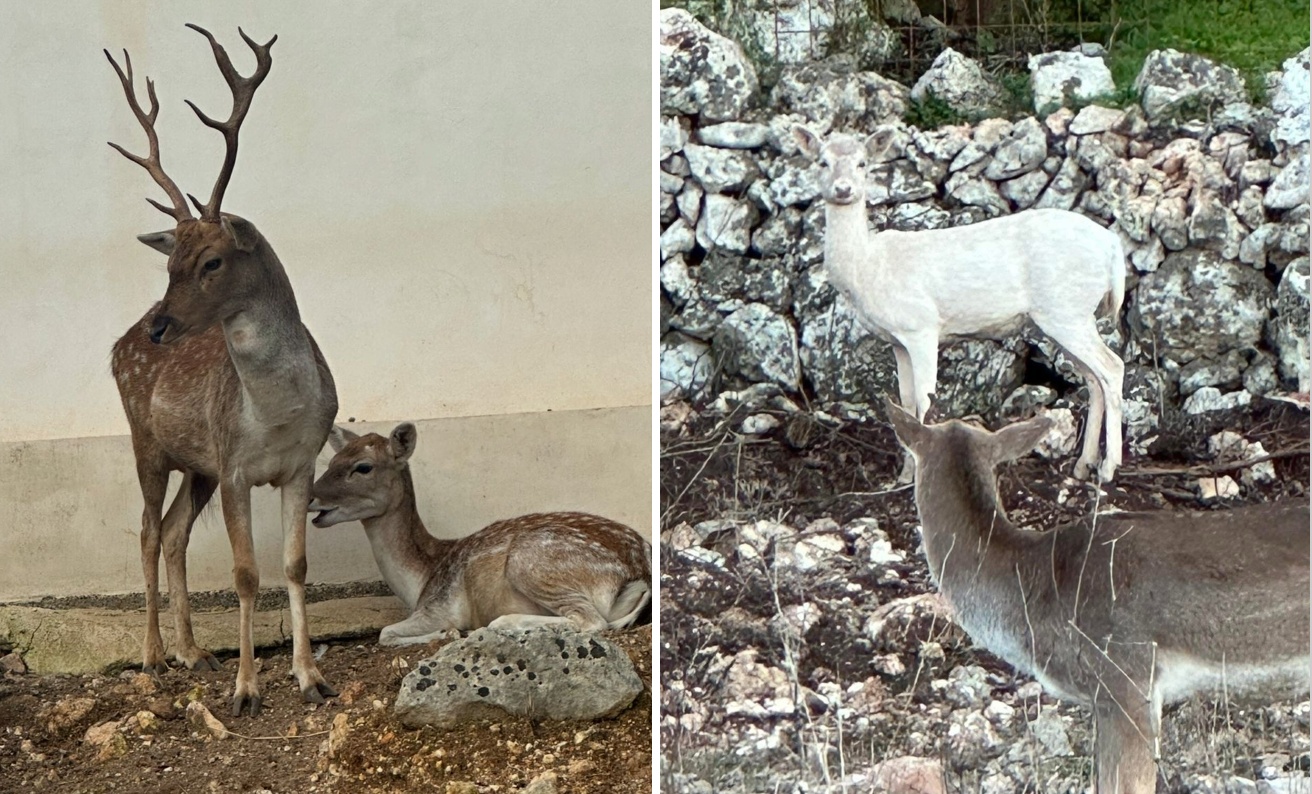 Damiano Gallo and the park that welcomes the animals that nobody wants anymore: « If they get rid of it as if they were used things »