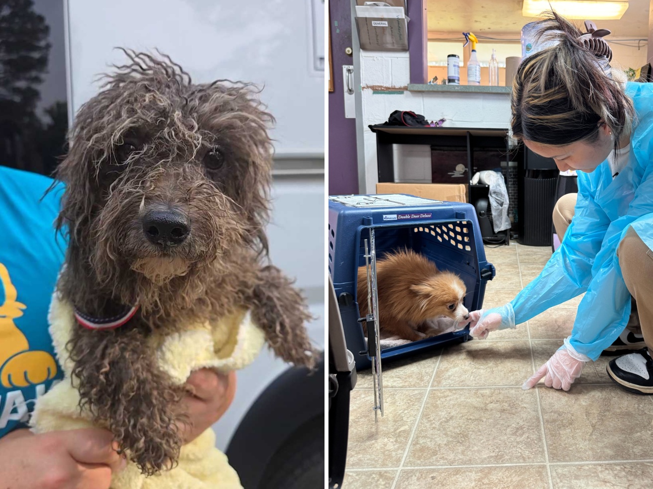 The « charge of the 101 » dog puppies saved from intensive breeding: they were in « horrible » conditions, but they will return in shape