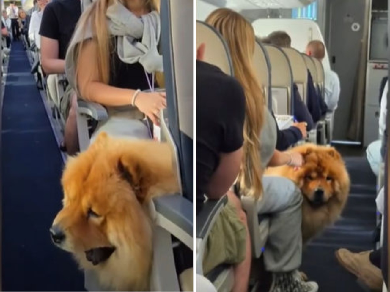 Airplanes, the journey of Pampa, the first assistance dog admitted on a flight. Brambilla: « Things are changing »