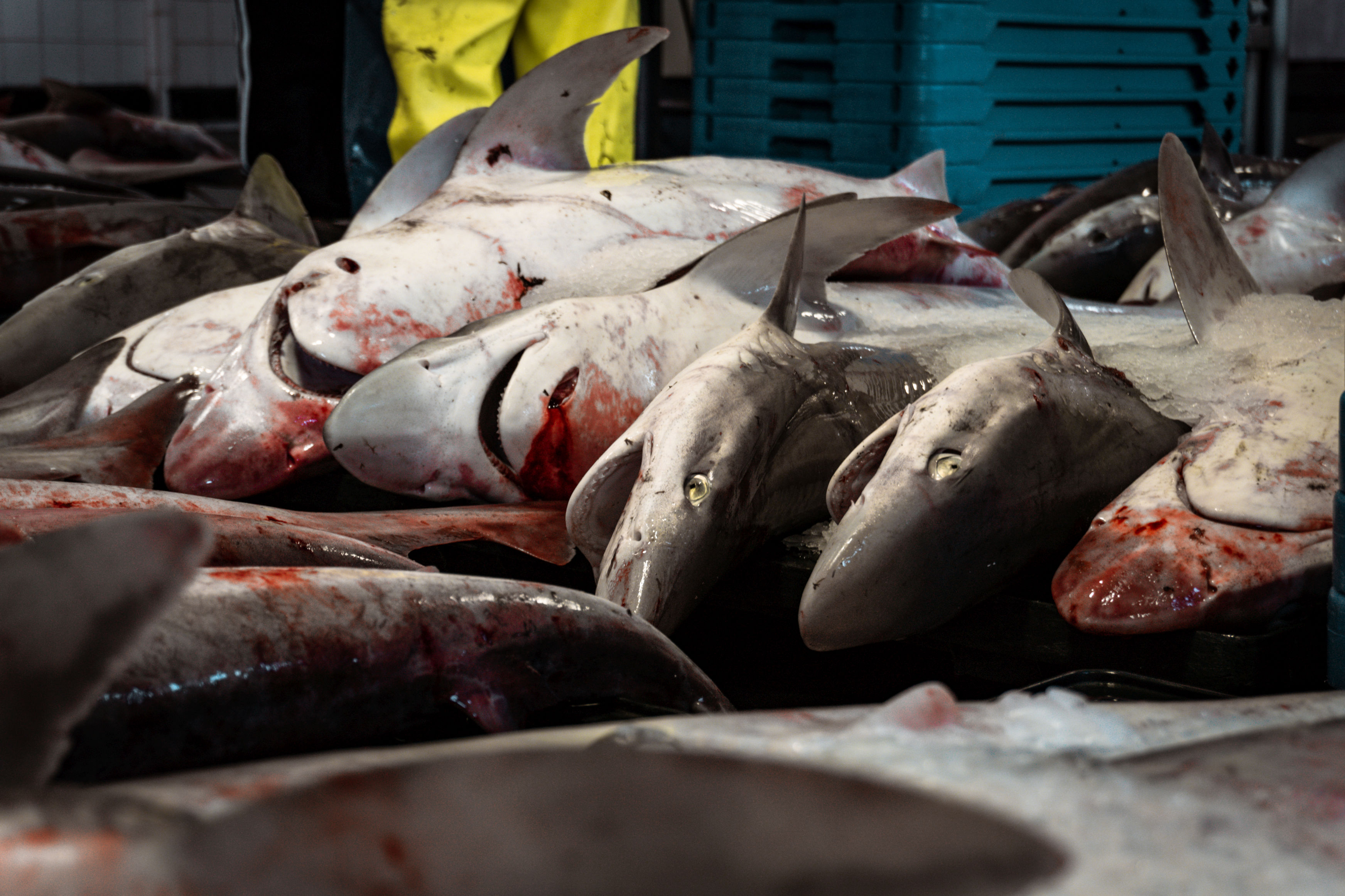 « Shark Preyed, » we eat sharks and we don’t know. And we condemn them to the anger