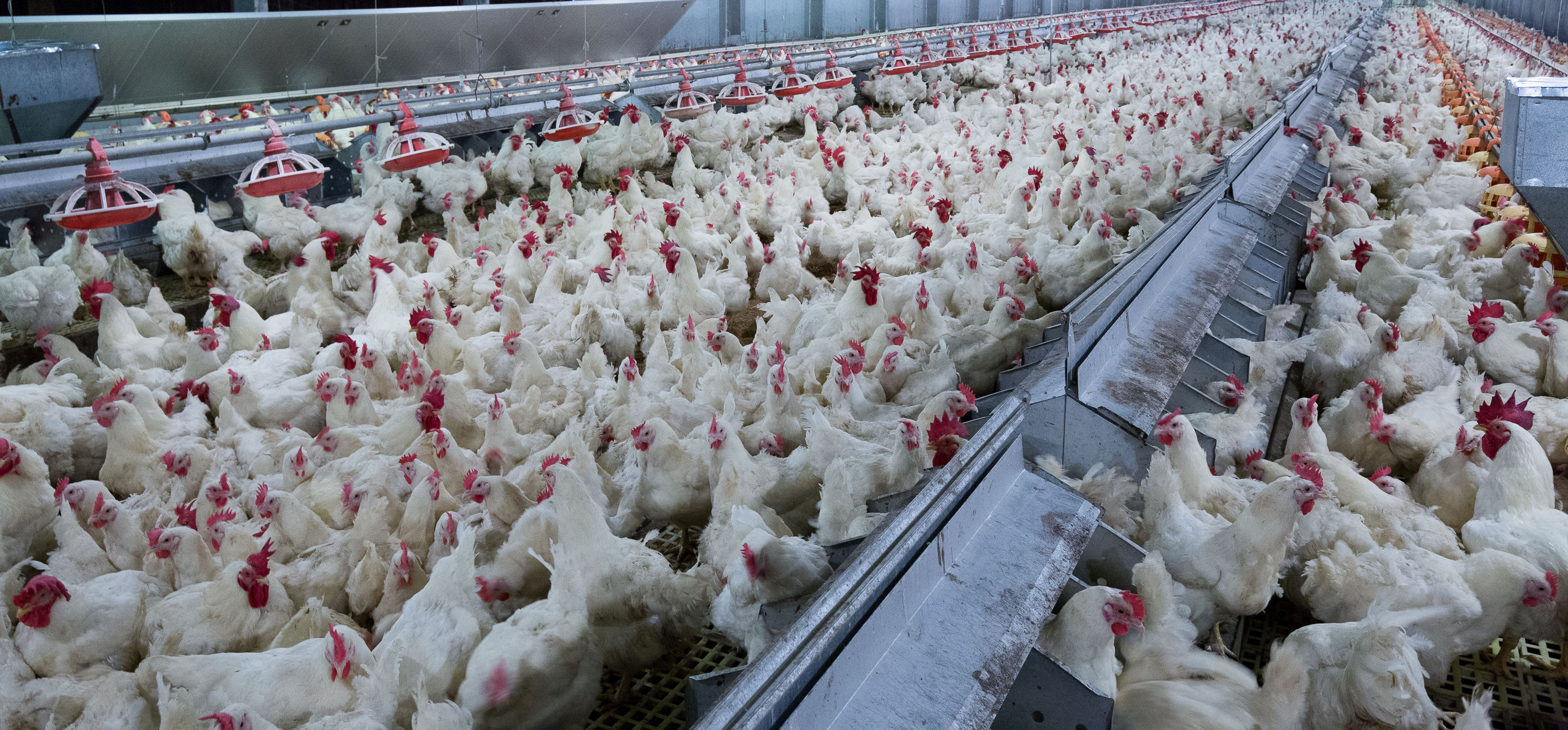 Increasingly intensive farms in Europe. In 15 years I lost 5.3 million small farms