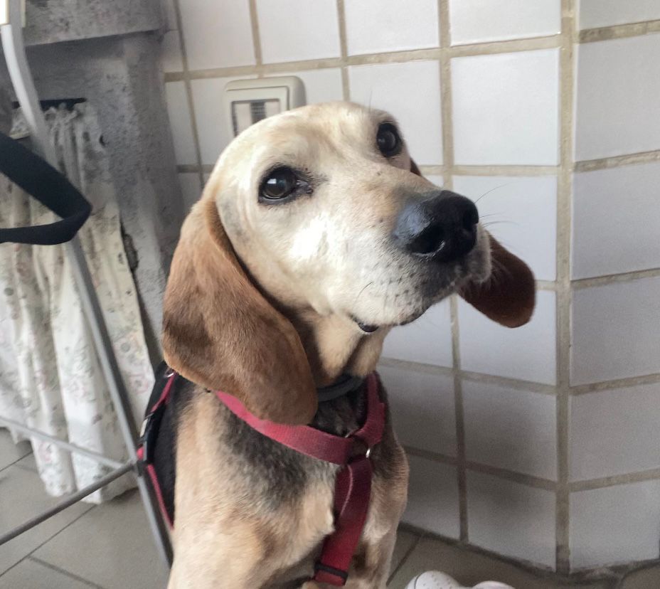 The story of Bosco called « Mario »: a life of suffering and ten days of love and happiness. Here is what an adoption of the heart is