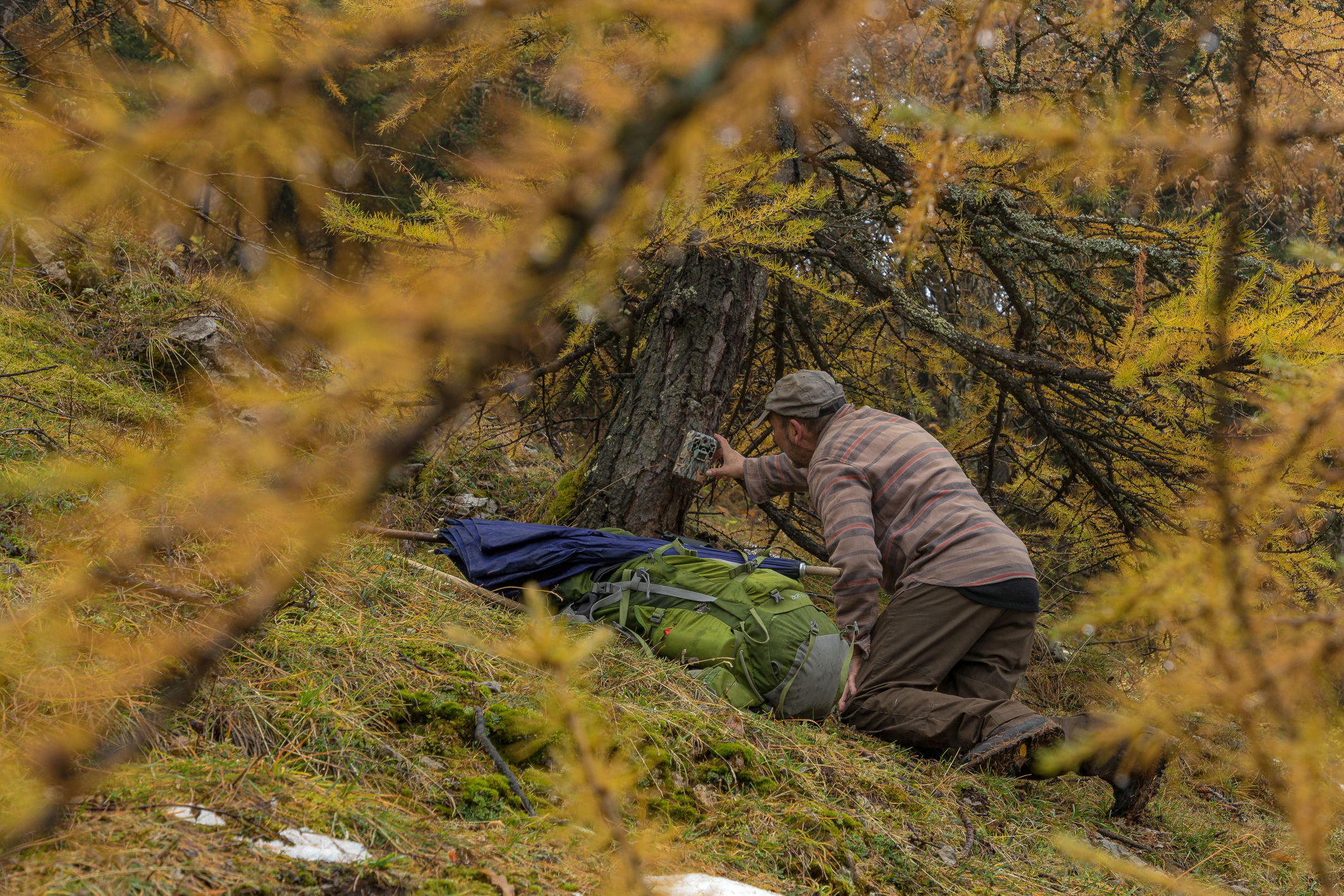Small wolves grow. Bertrand’s Road Movie in the mountains that tells the birth of the new herds