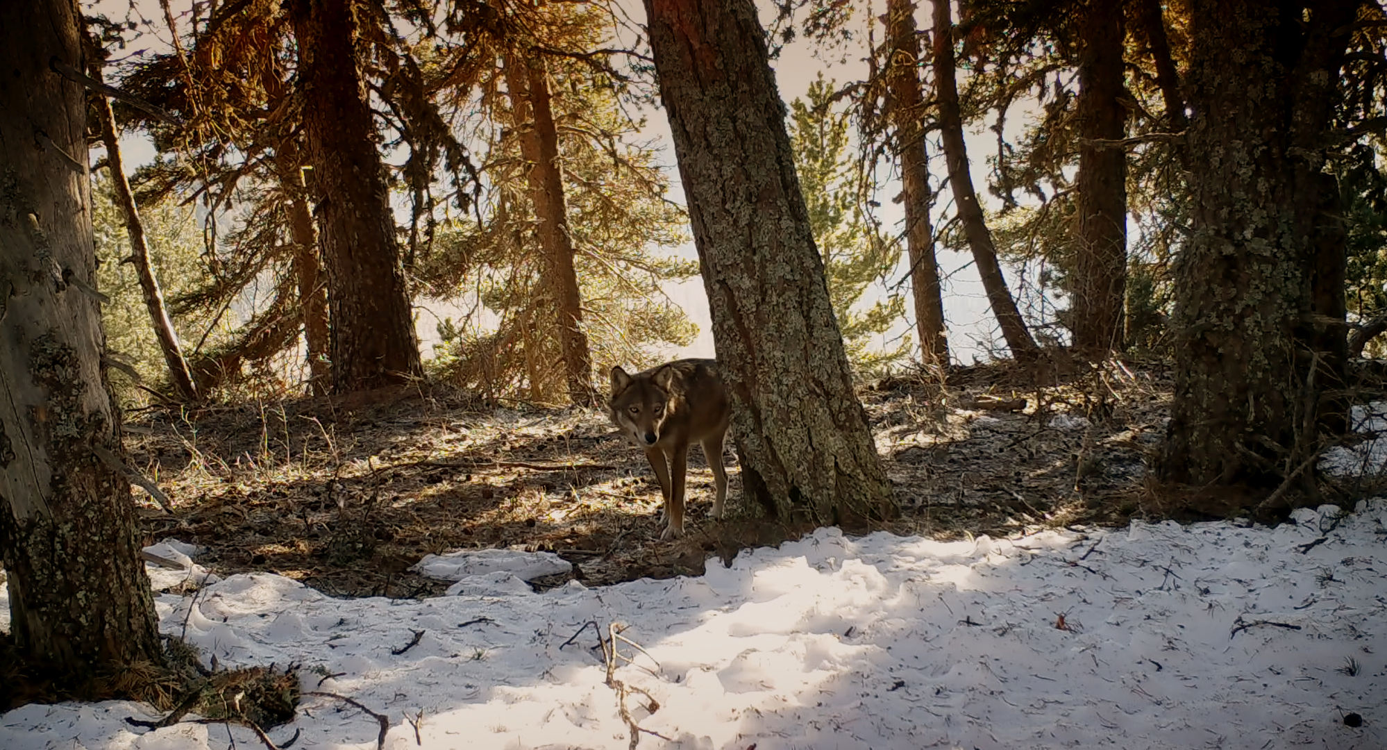 Small wolves grow. Bertrand's Road Movie in the mountains that tells the birth of the new herds