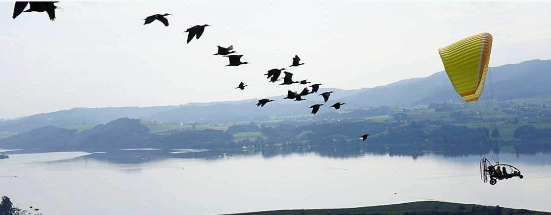 I due ibis eremiti abbattuti dal bracconiere erano in Italia solo da un'ora. Uno era un veterano del progetto di reintroduzione